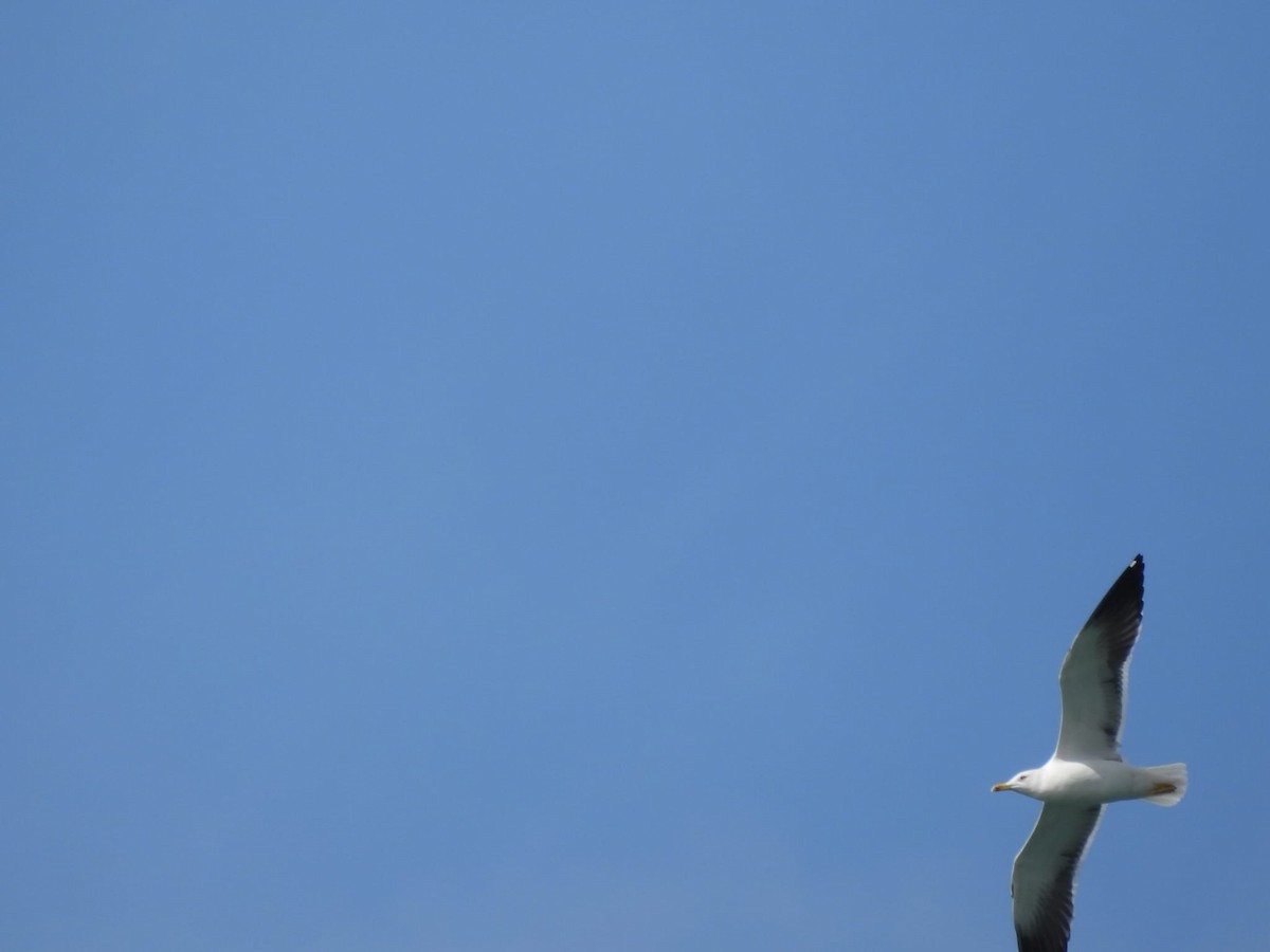 Lesser Black-backed Gull (fuscus) - ML615885164