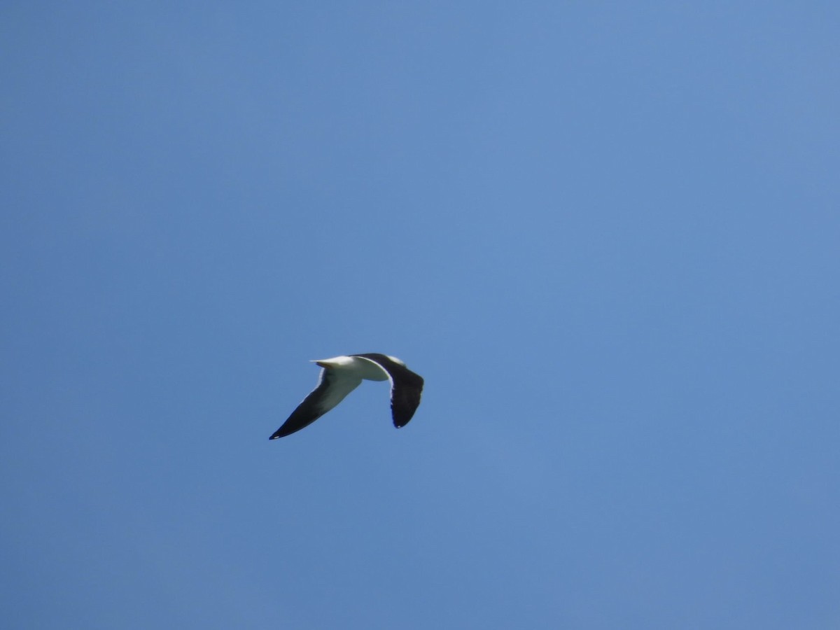 Lesser Black-backed Gull (fuscus) - ML615885165