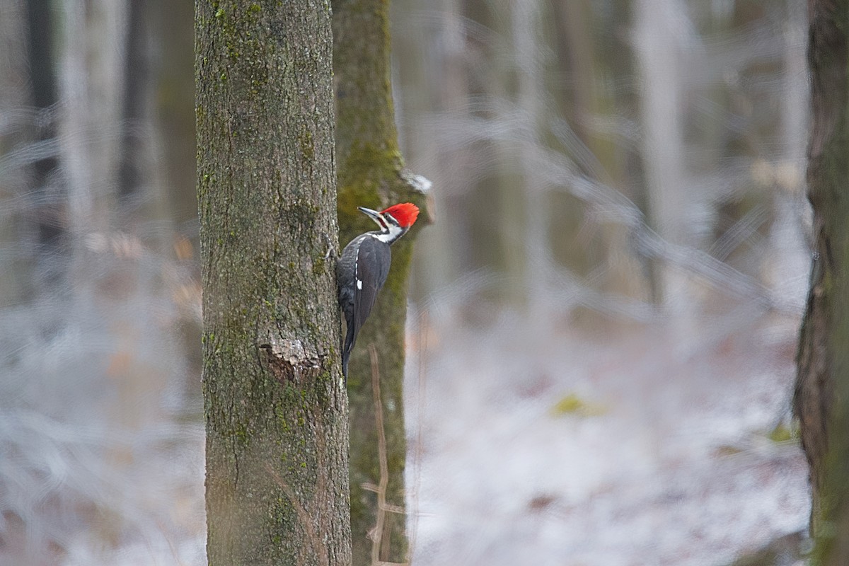 Pileated Woodpecker - ML615885175