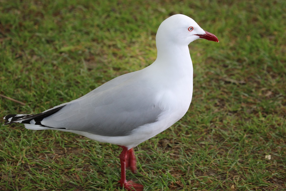 ギンカモメ（novaehollandiae／forsteri） - ML615885191