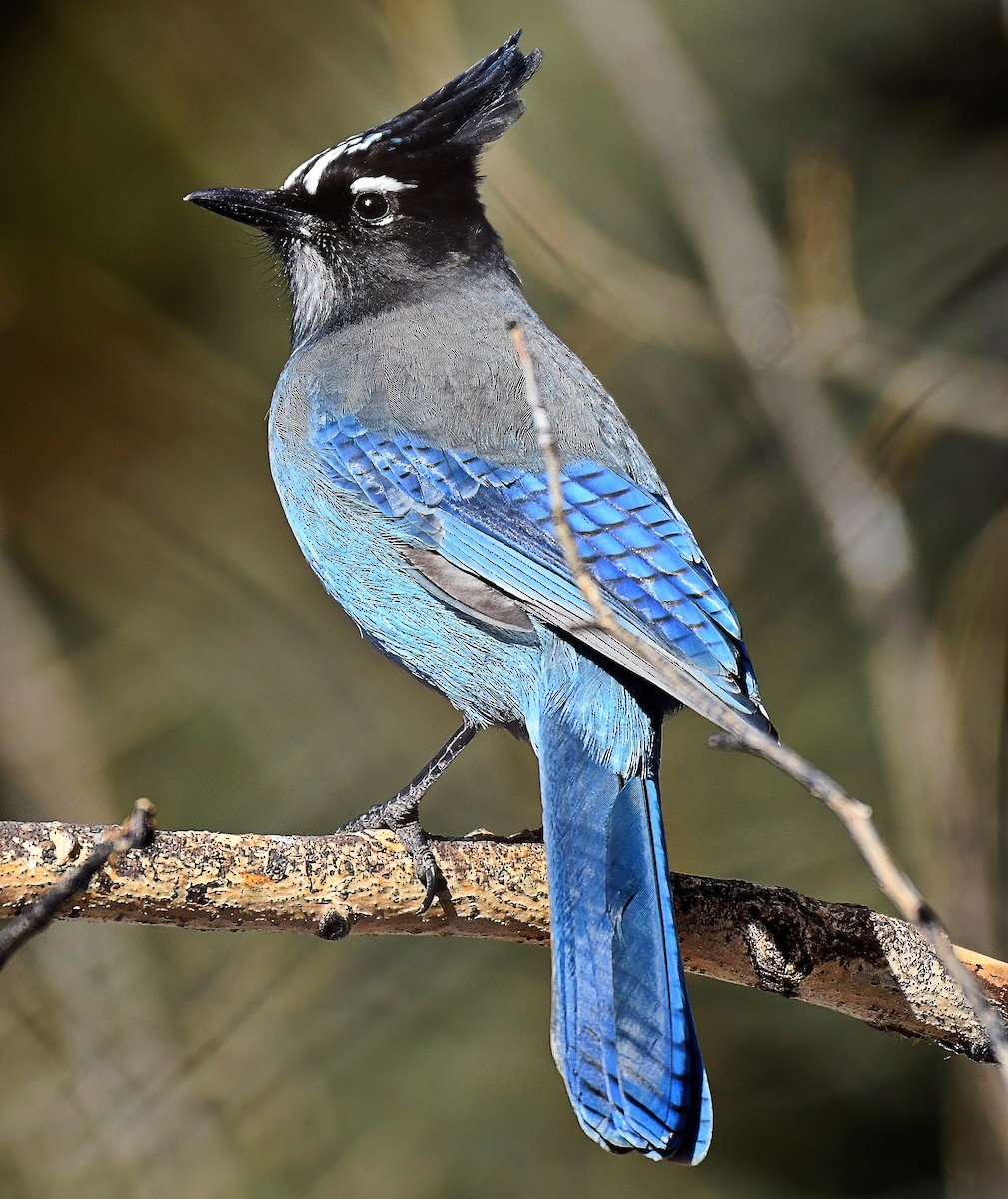 Steller's Jay - Jim Ward