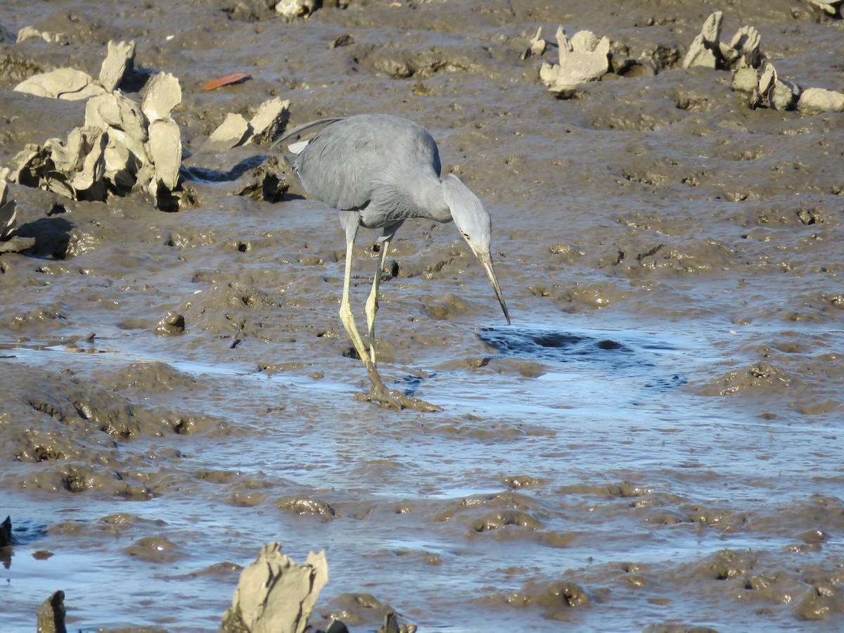 Little Blue Heron - ML615885228