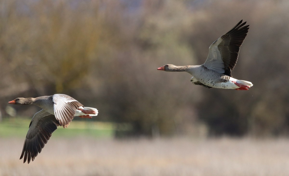 Graylag Goose - ML615885236