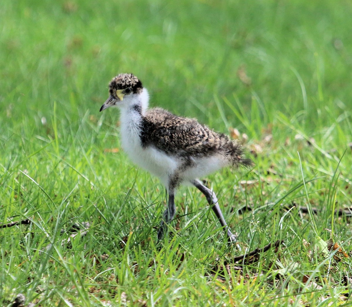 Masked Lapwing - ML615885357