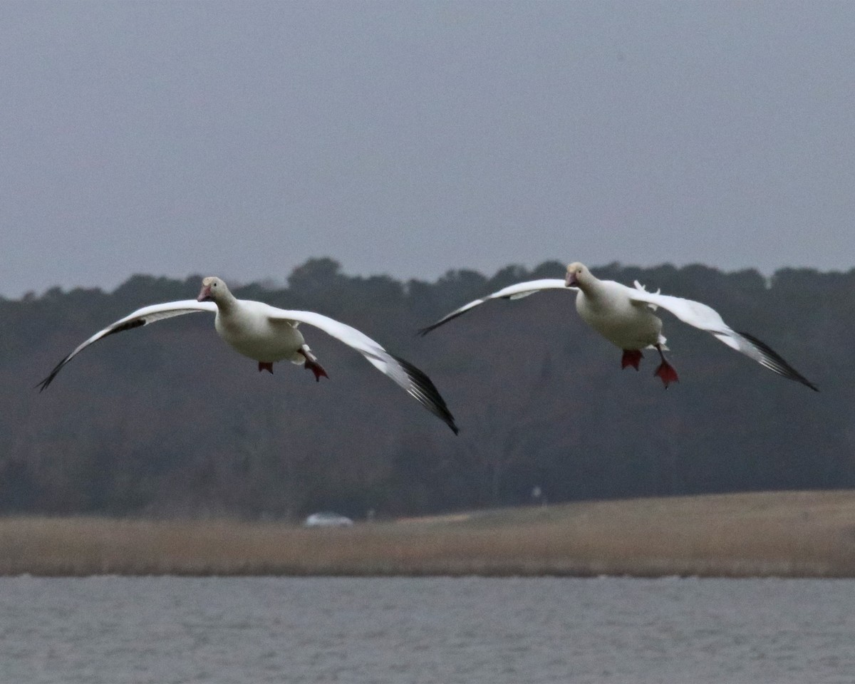 Snow Goose - John Cyrus