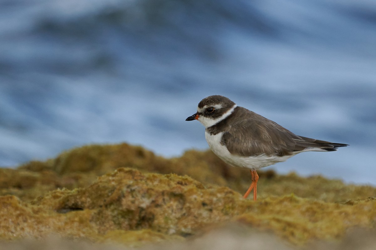 Semipalmated Plover - Dominique Genna