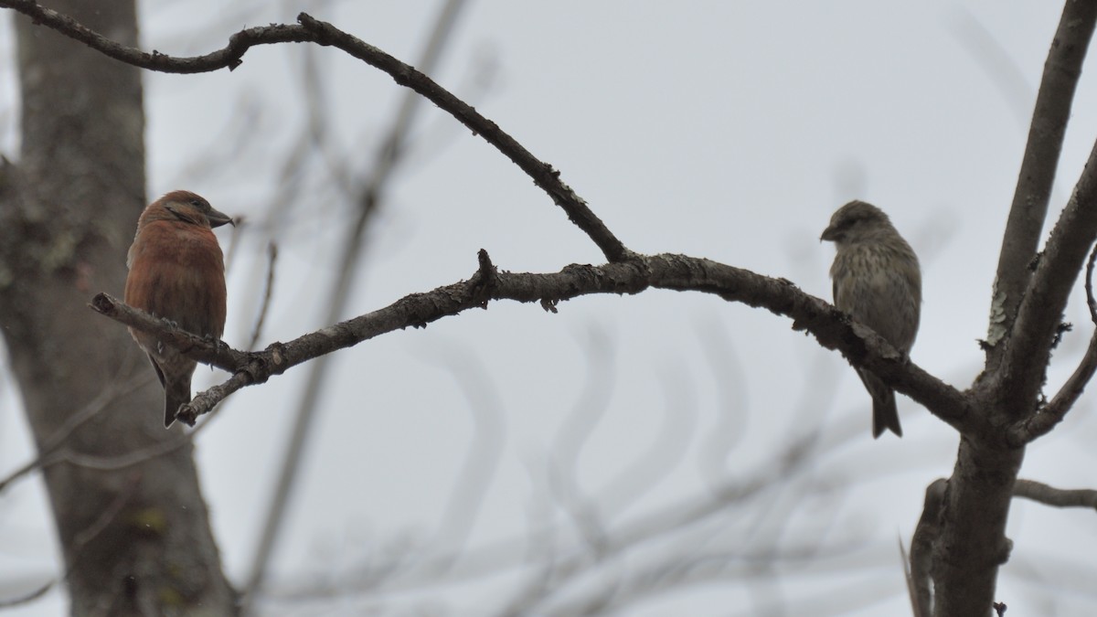 Red Crossbill - ML615885398