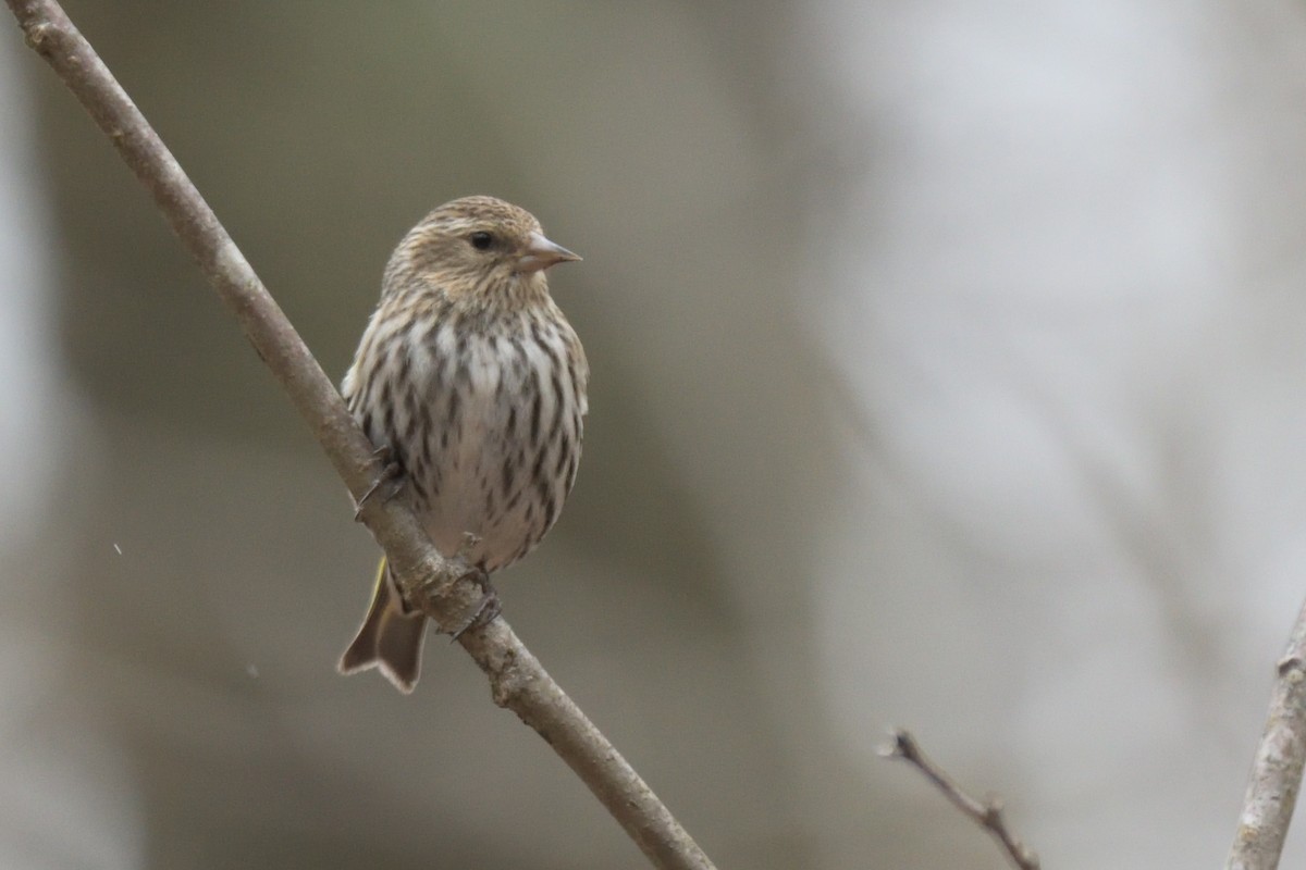 Pine Siskin - ML615885404