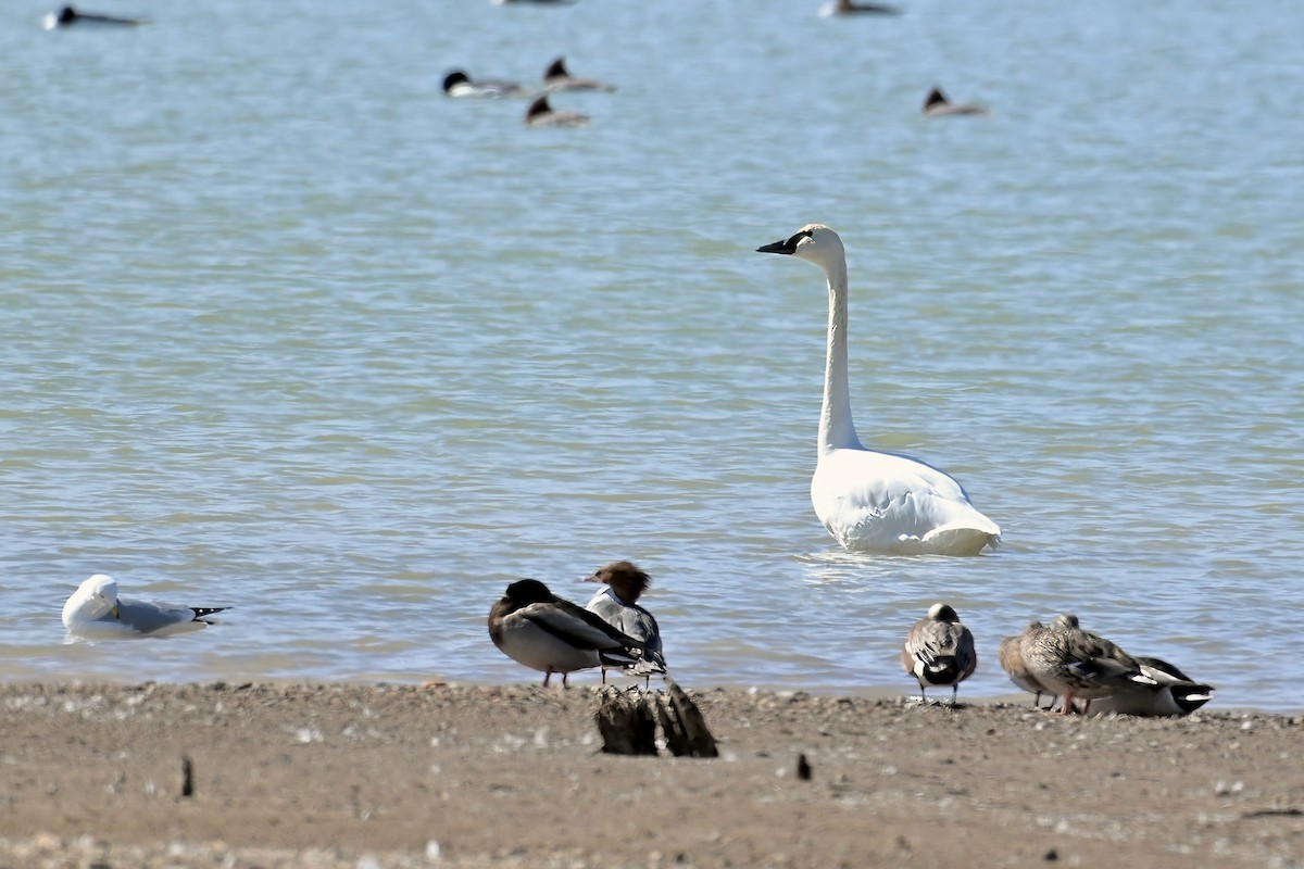 Tundra Swan - ML615885406