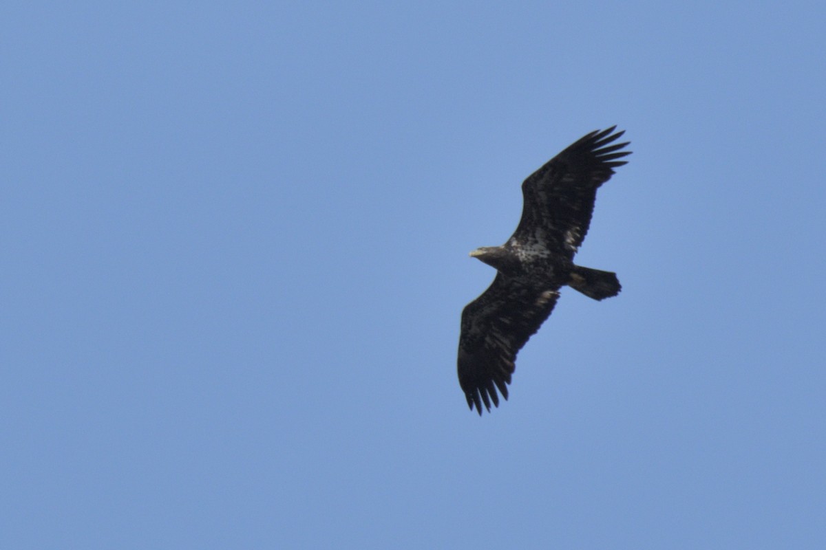 Bald Eagle - ML615885418