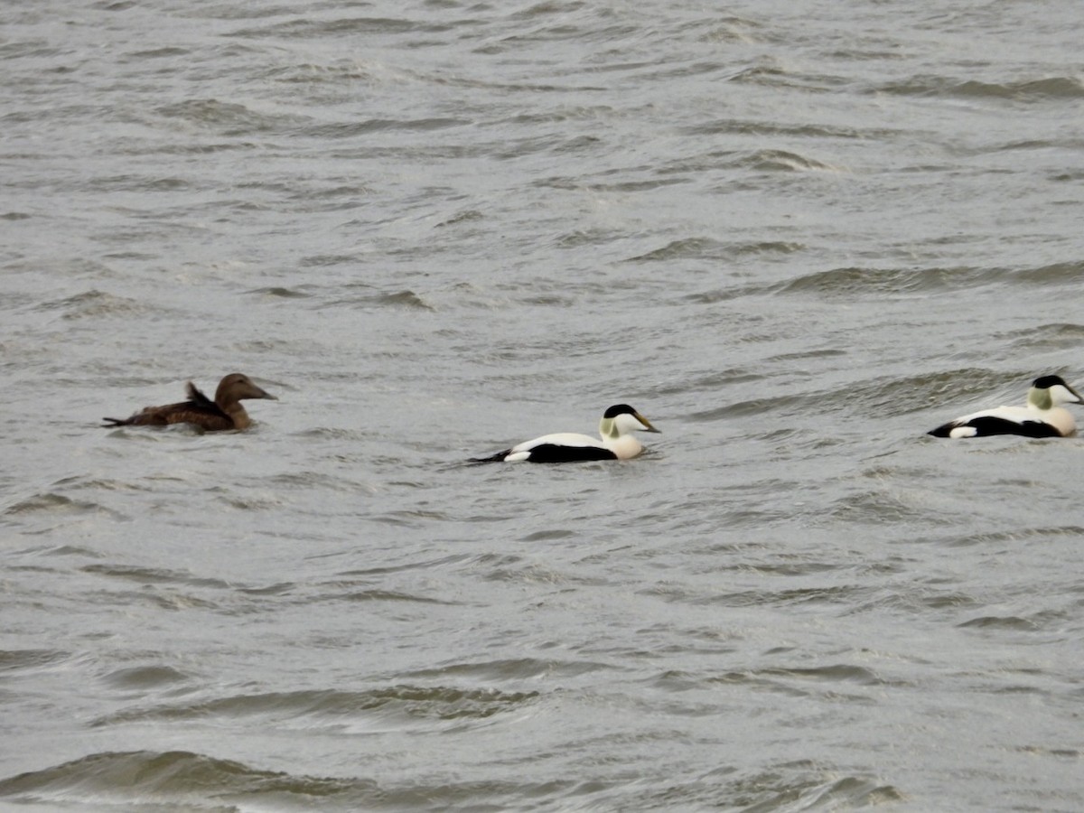 Common Eider - ML615885454