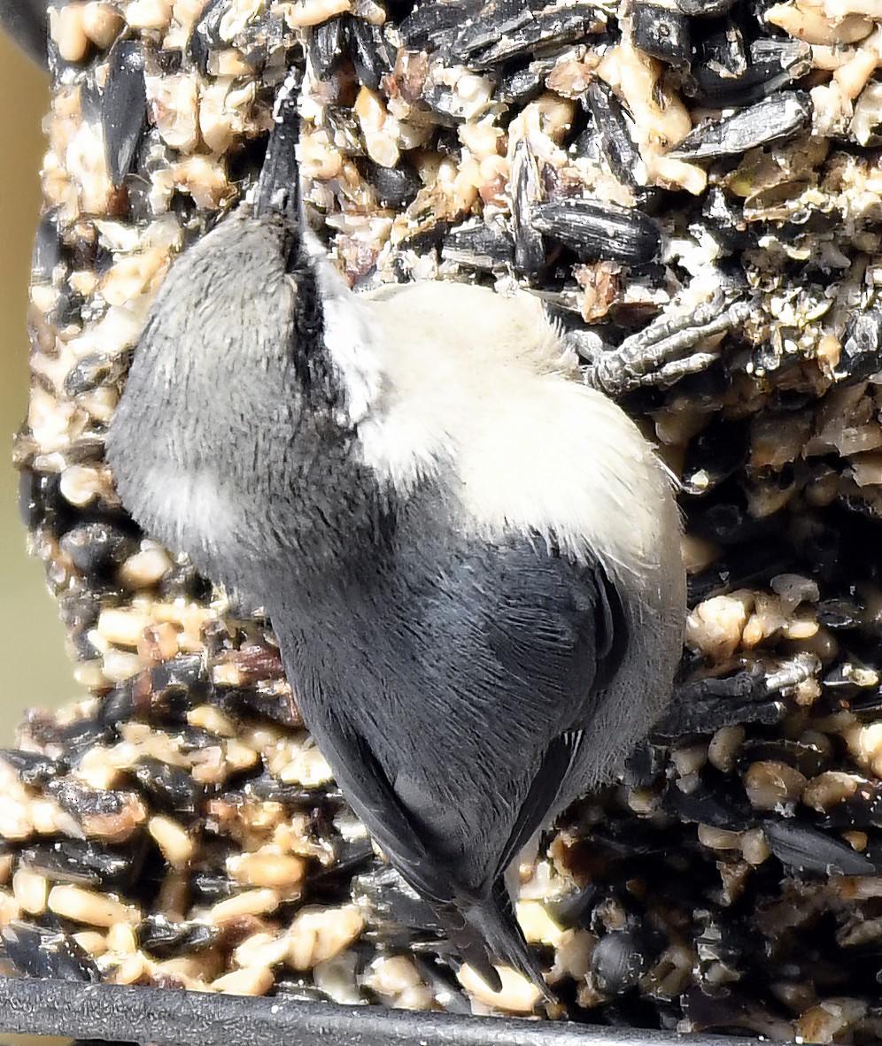 Pygmy Nuthatch - Jim Ward