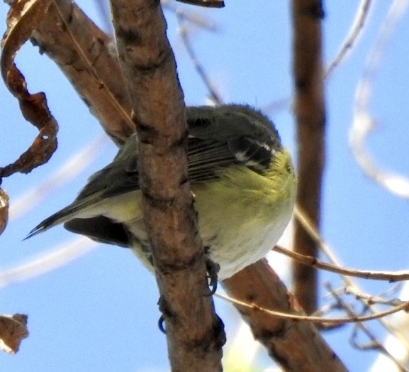 Cassin's Vireo - ML615885469