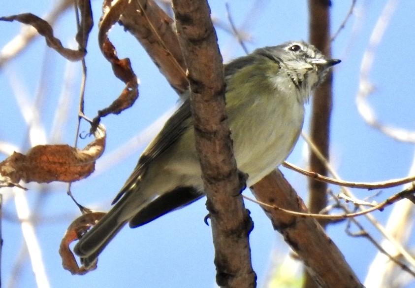 Cassin's Vireo - ML615885470