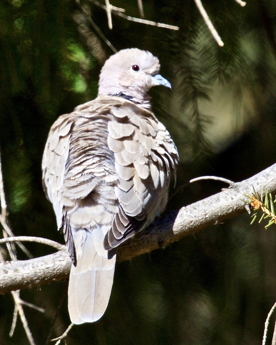 Eurasian Collared-Dove - Jack & Holly Bartholmai