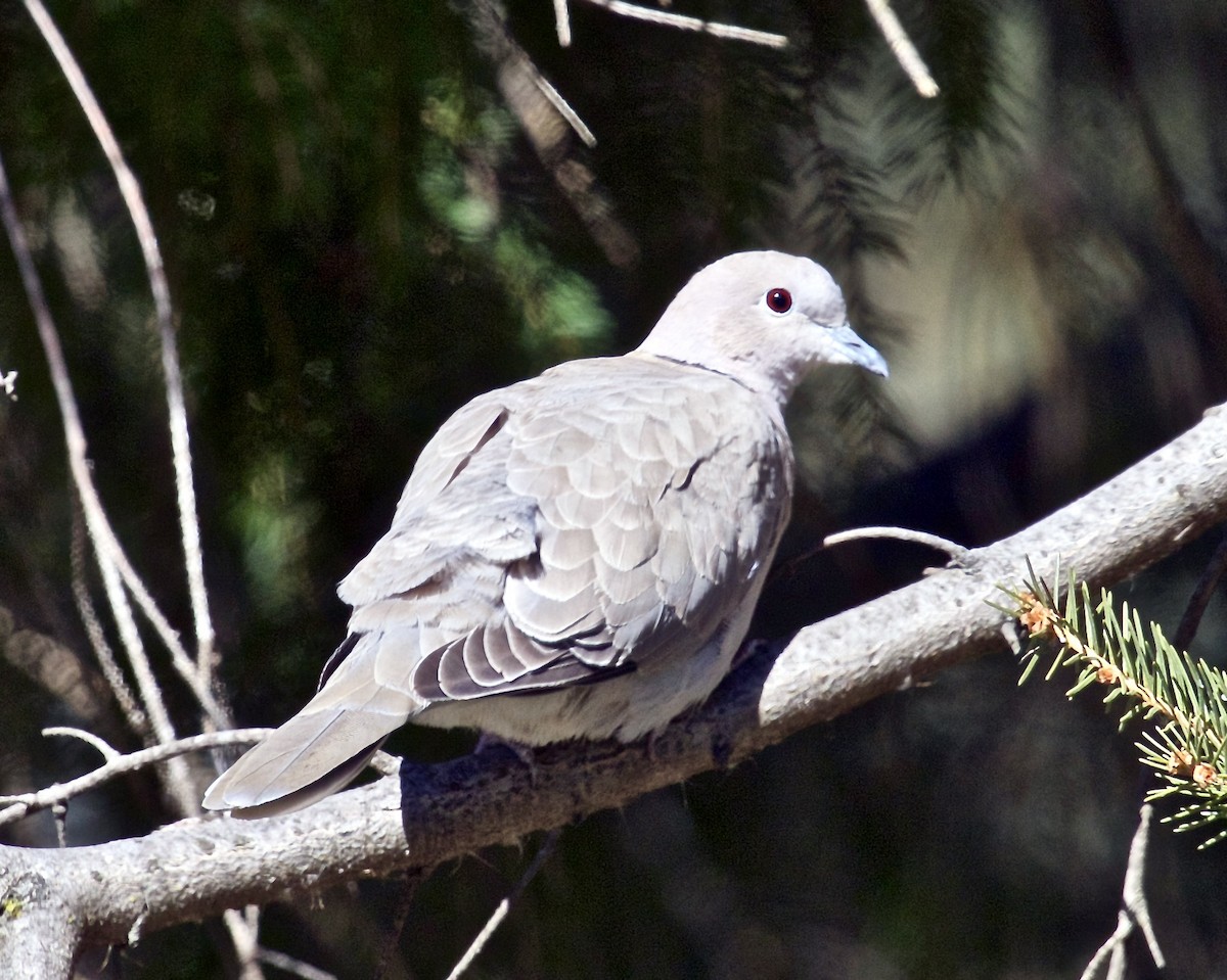 Eurasian Collared-Dove - ML615885496