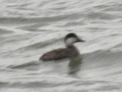 Common Scoter - ML615885506