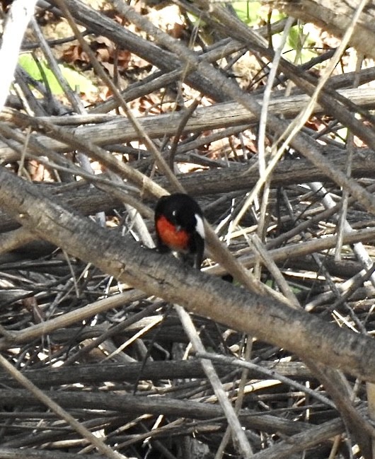 Painted Redstart - ML615885508