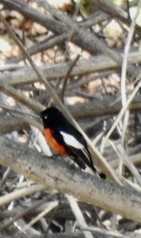 Painted Redstart - ML615885510