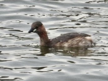 Little Grebe - ML615885521