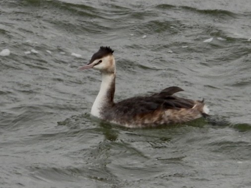 Great Crested Grebe - ML615885534