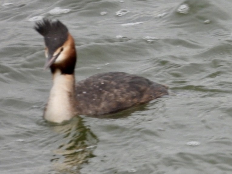 Great Crested Grebe - ML615885535