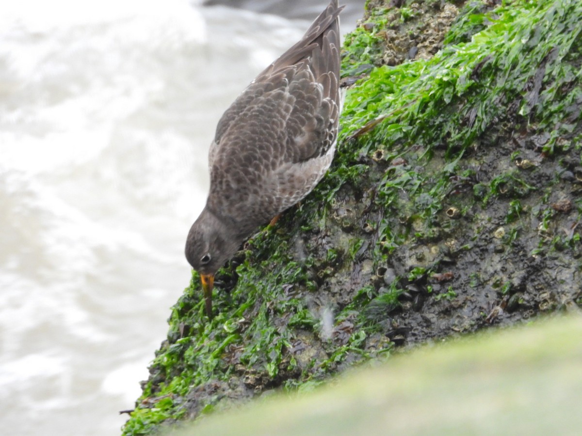 Purple Sandpiper - ML615885558