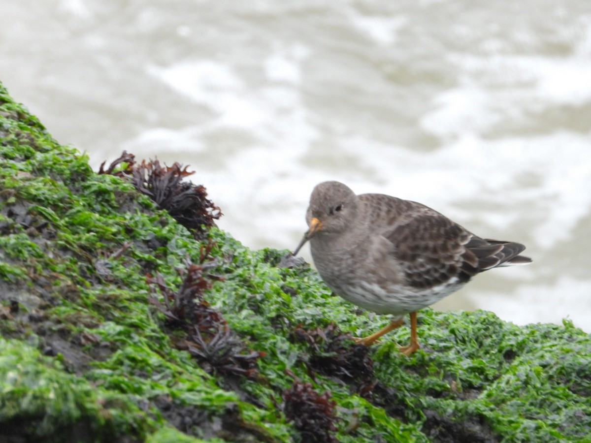 Purple Sandpiper - ML615885560