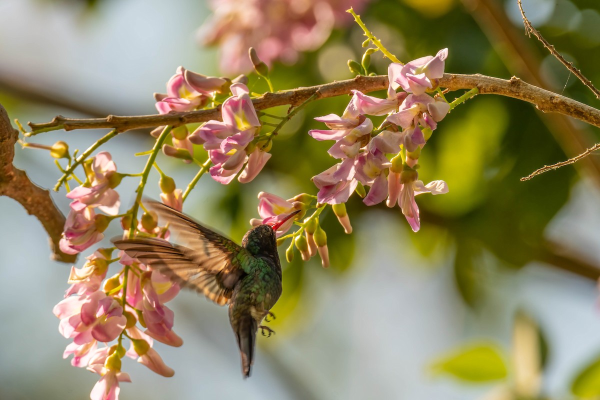 Sapphire-throated Hummingbird - ML615885568