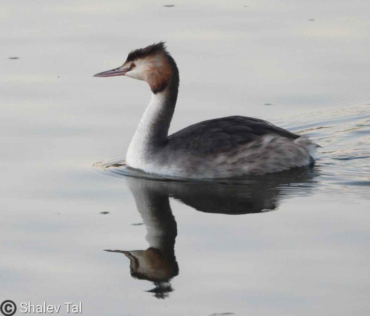 Great Crested Grebe - ML615885617