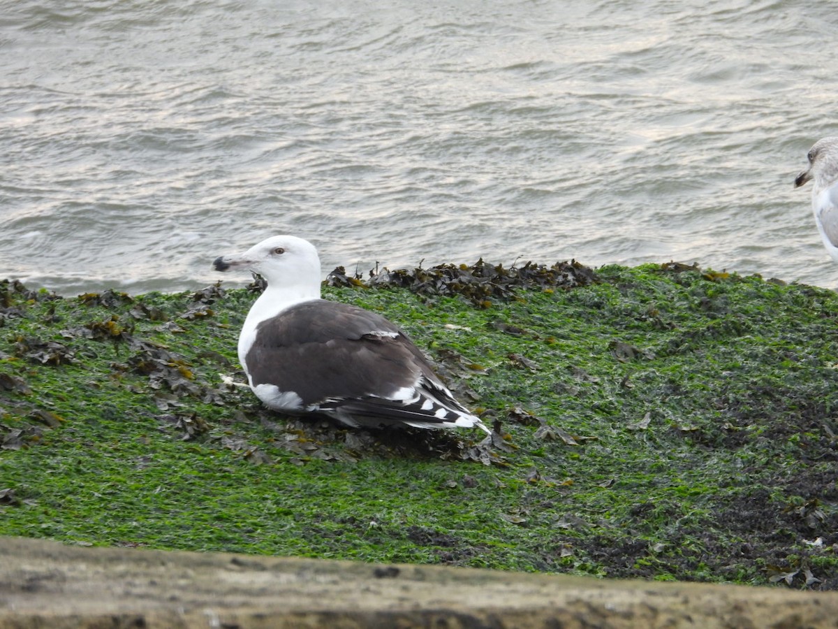 Great Black-backed Gull - ML615885629