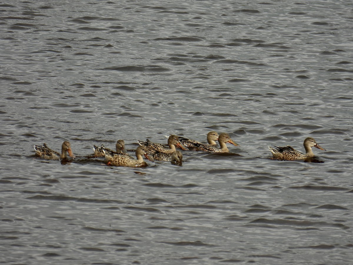 Northern Shoveler - ML615885631