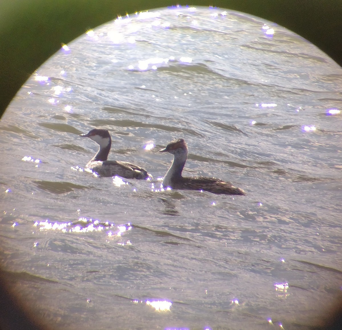 Horned/Eared Grebe - ML615885638