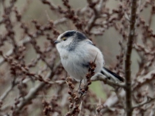 Long-tailed Tit - ML615885663