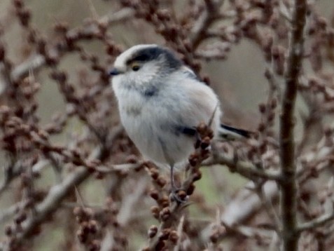 Long-tailed Tit - ML615885664