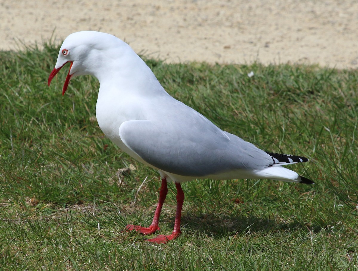 ギンカモメ（novaehollandiae／forsteri） - ML615885668