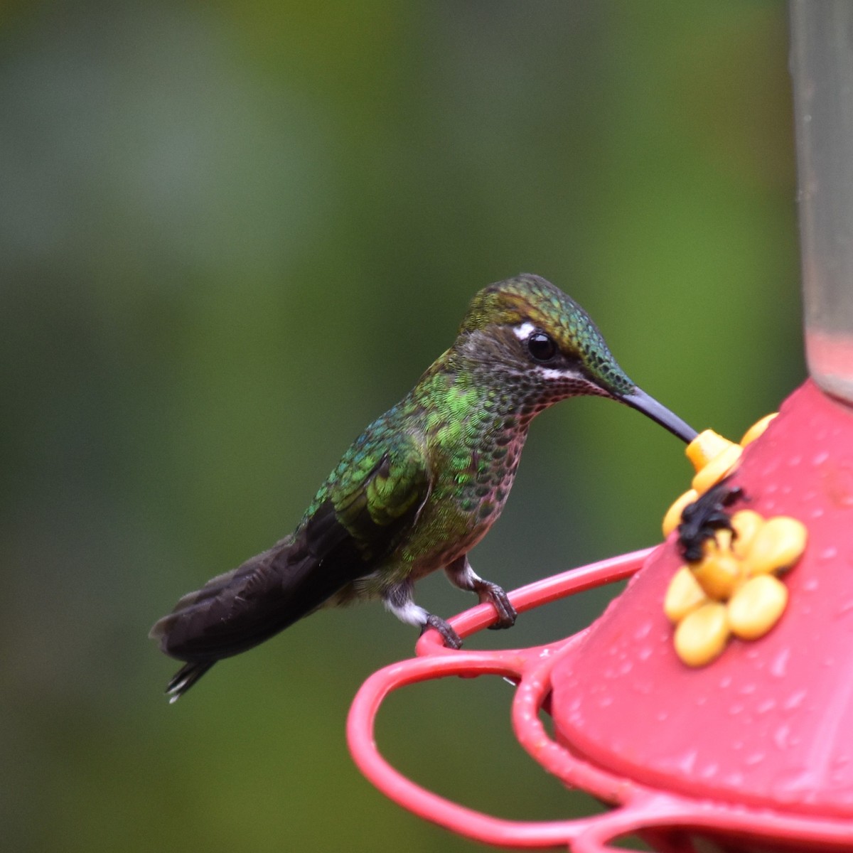 Violet-fronted Brilliant - ML615885670