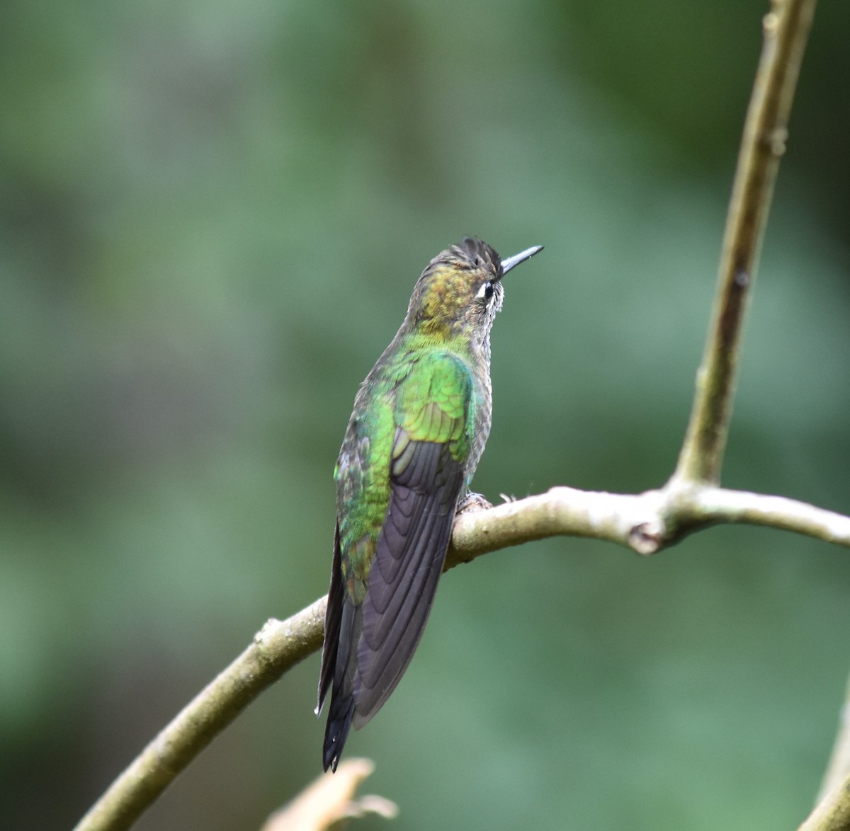 Violet-fronted Brilliant - ML615885672