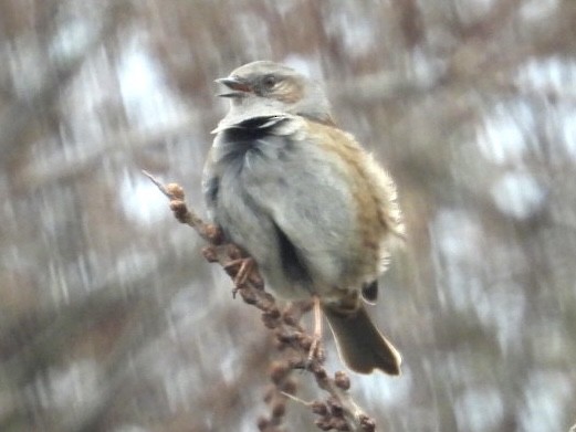 Dunnock - ML615885693