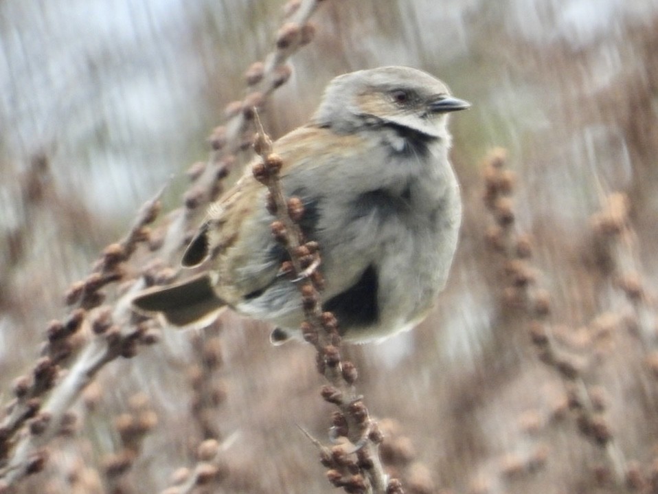 Dunnock - ML615885694