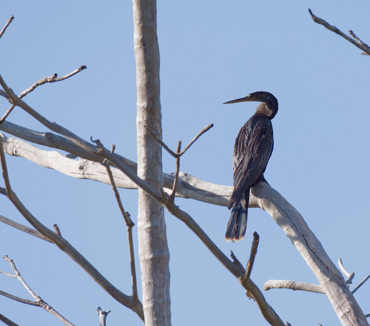 anhinga americká - ML615885696