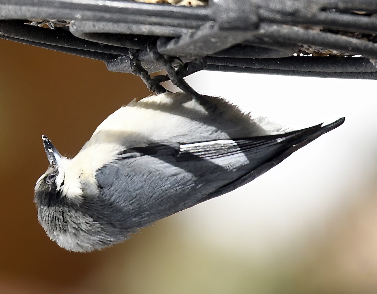 Pygmy Nuthatch - ML615885698