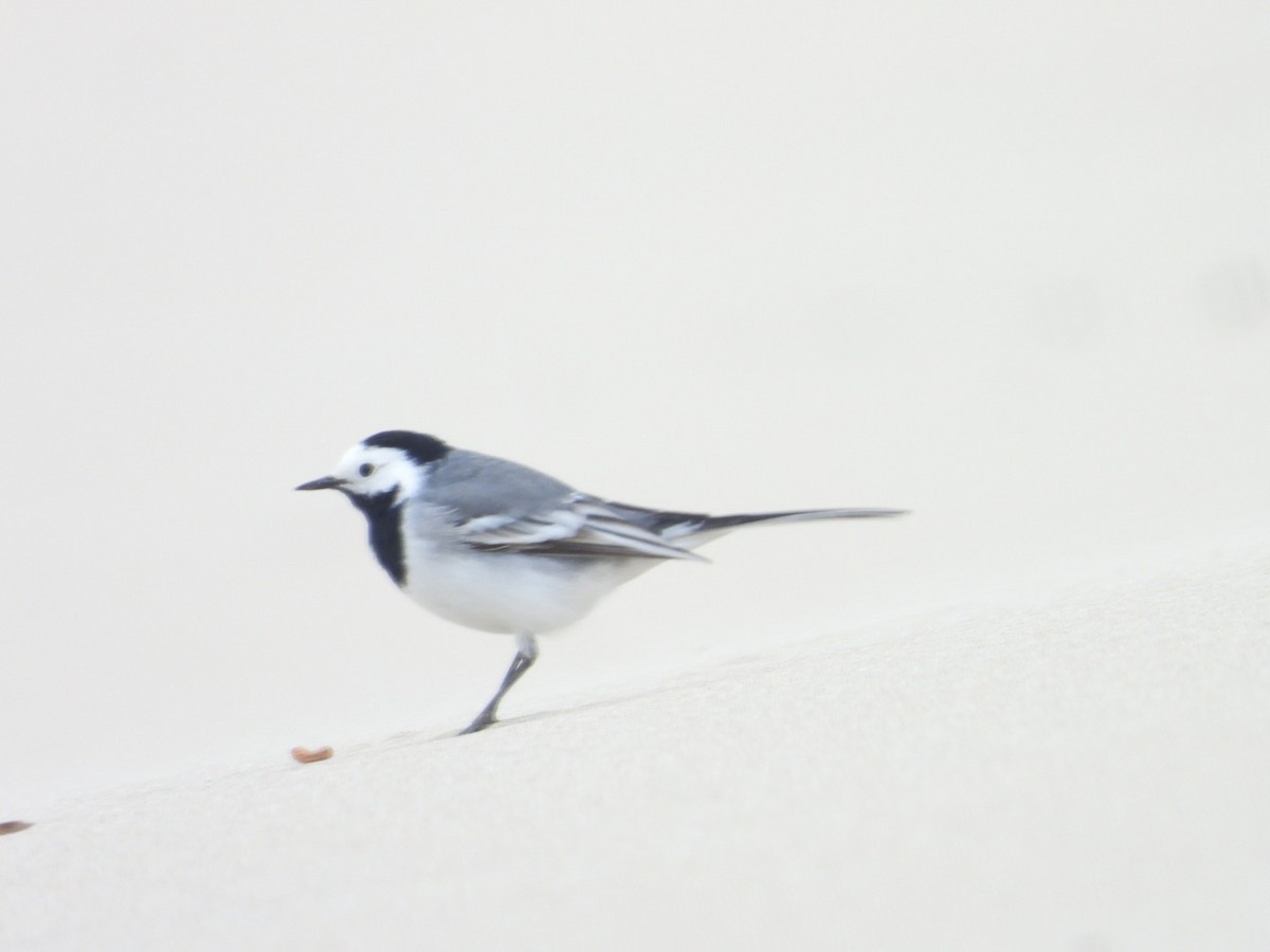 White Wagtail - ML615885716