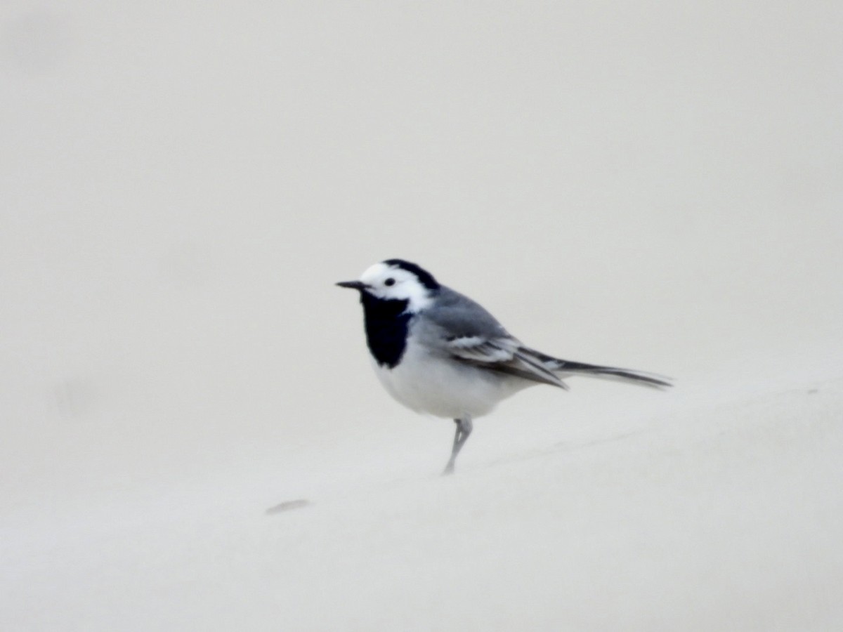 White Wagtail - ML615885717