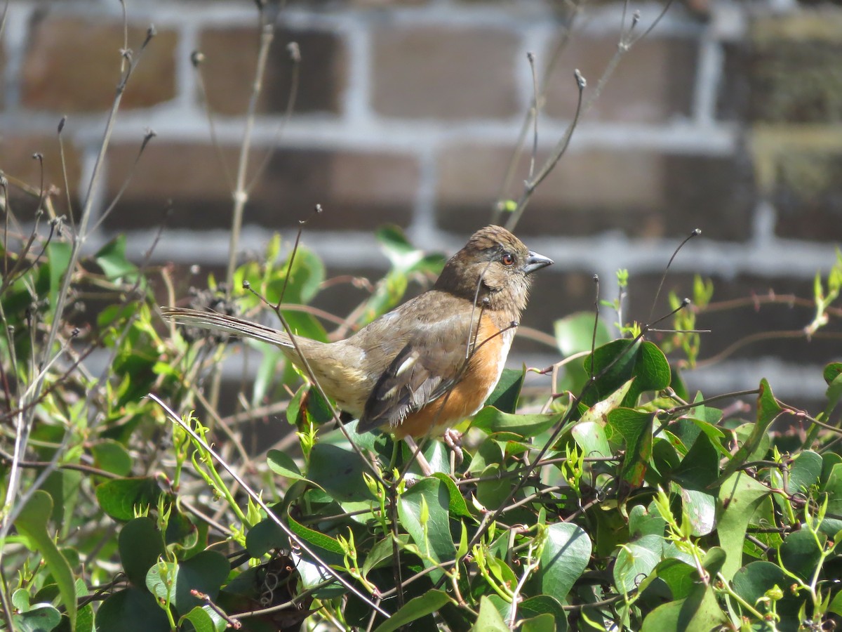 Eastern Towhee (Red-eyed) - Brian Cammarano