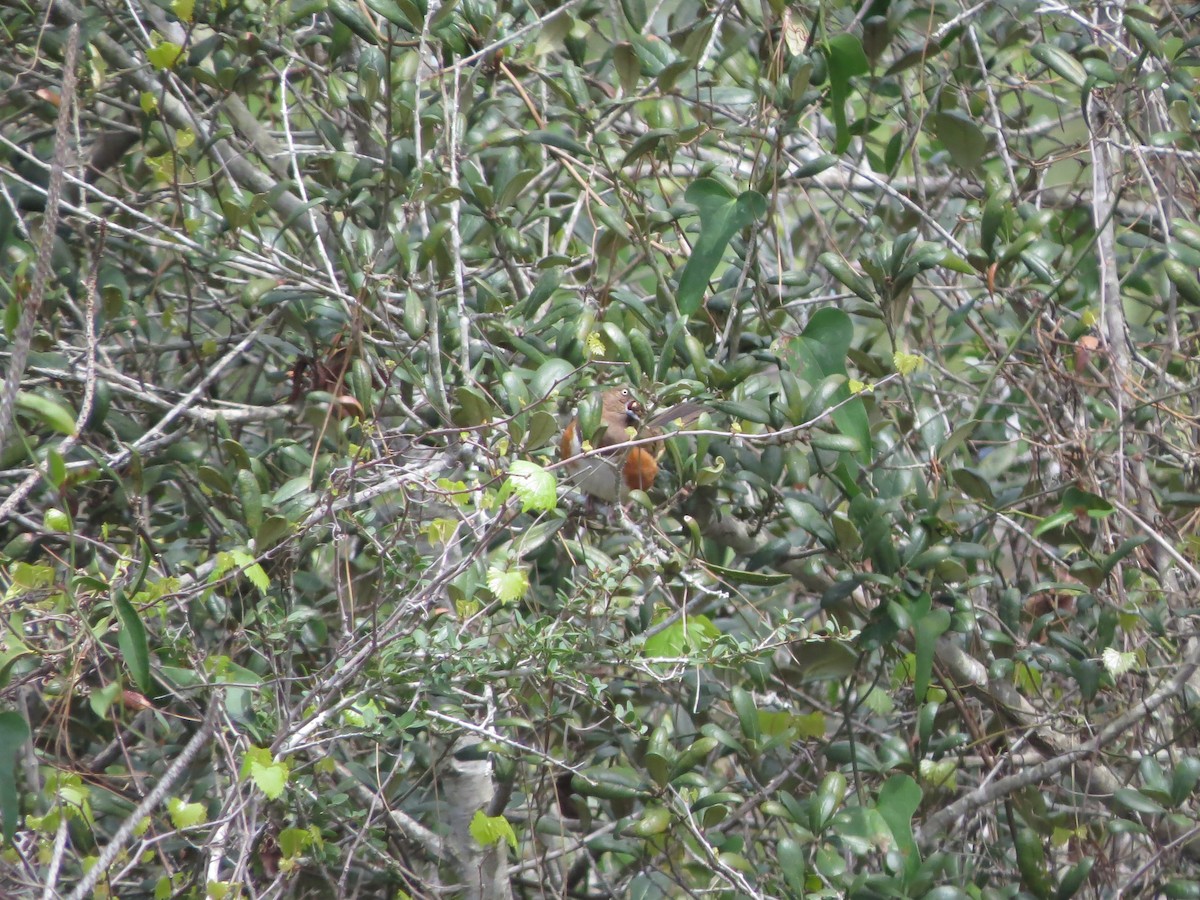 Eastern Towhee (White-eyed) - Brian Cammarano