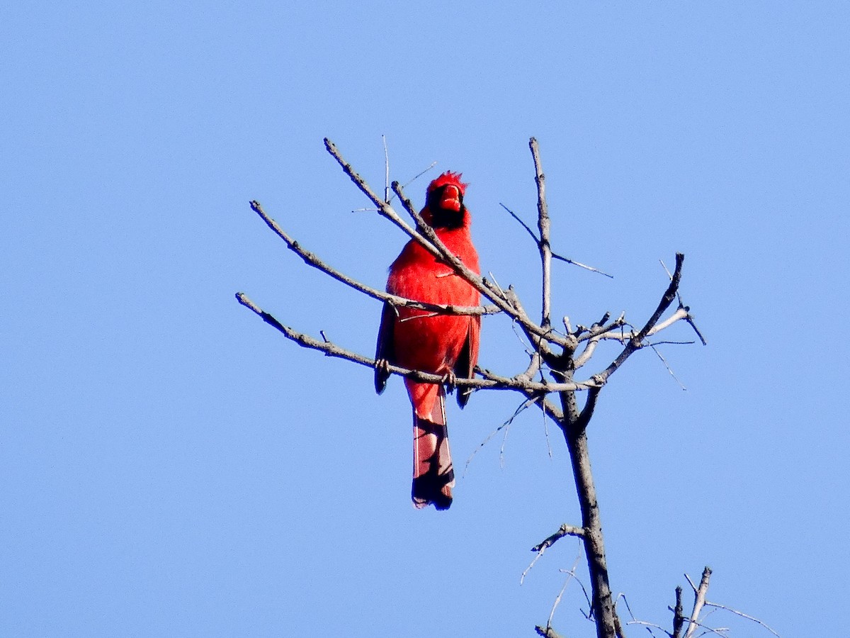Cardinal rouge (groupe cardinalis) - ML615885828
