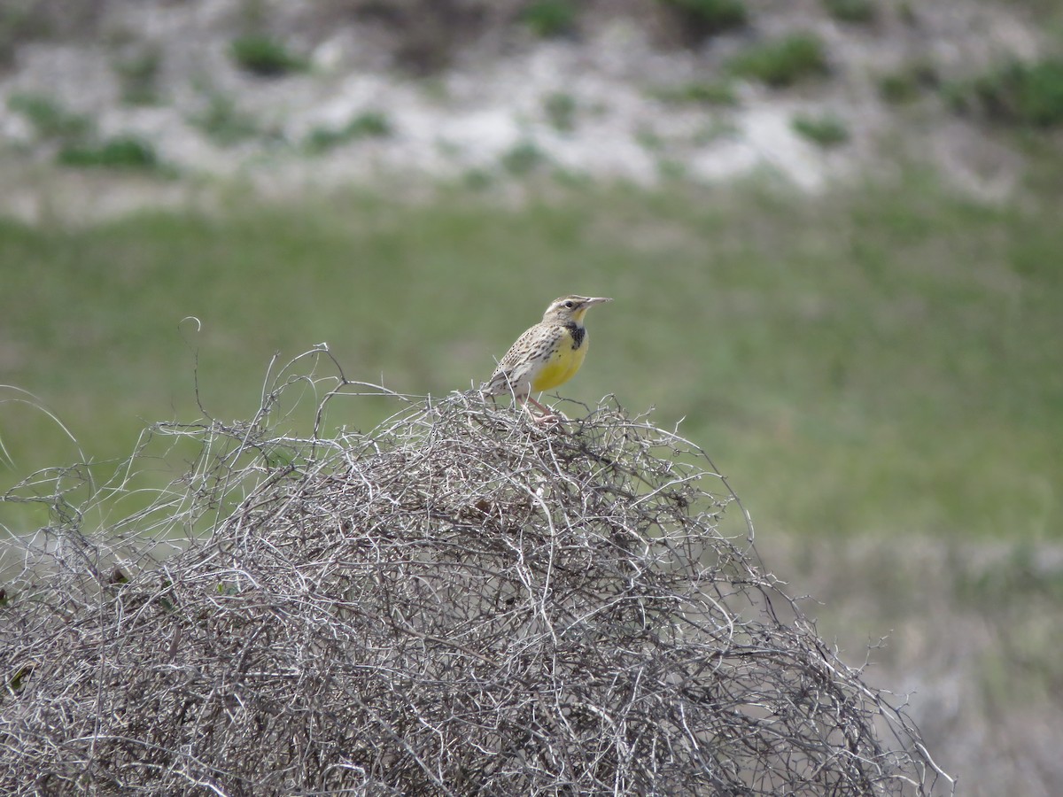 Western Meadowlark - Brian Cammarano