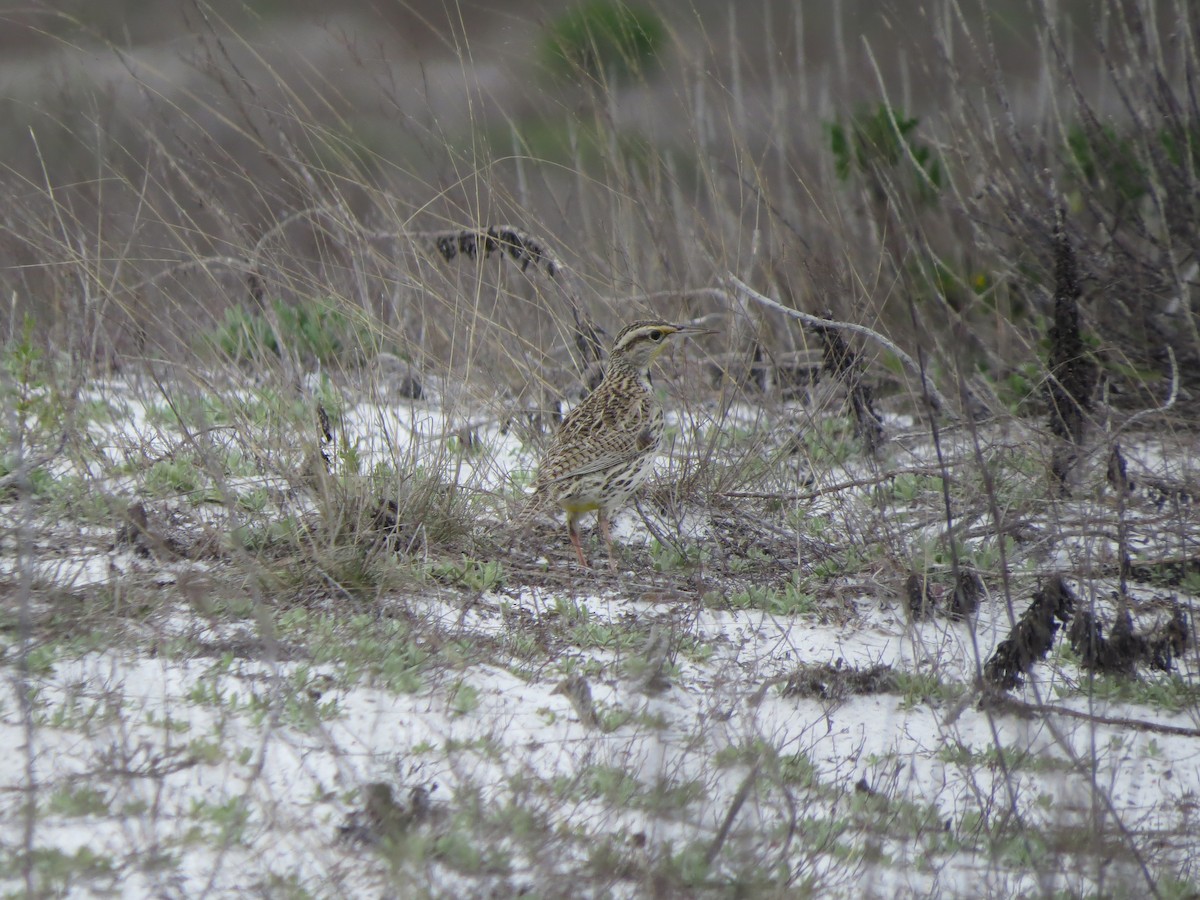 Western Meadowlark - ML615885831