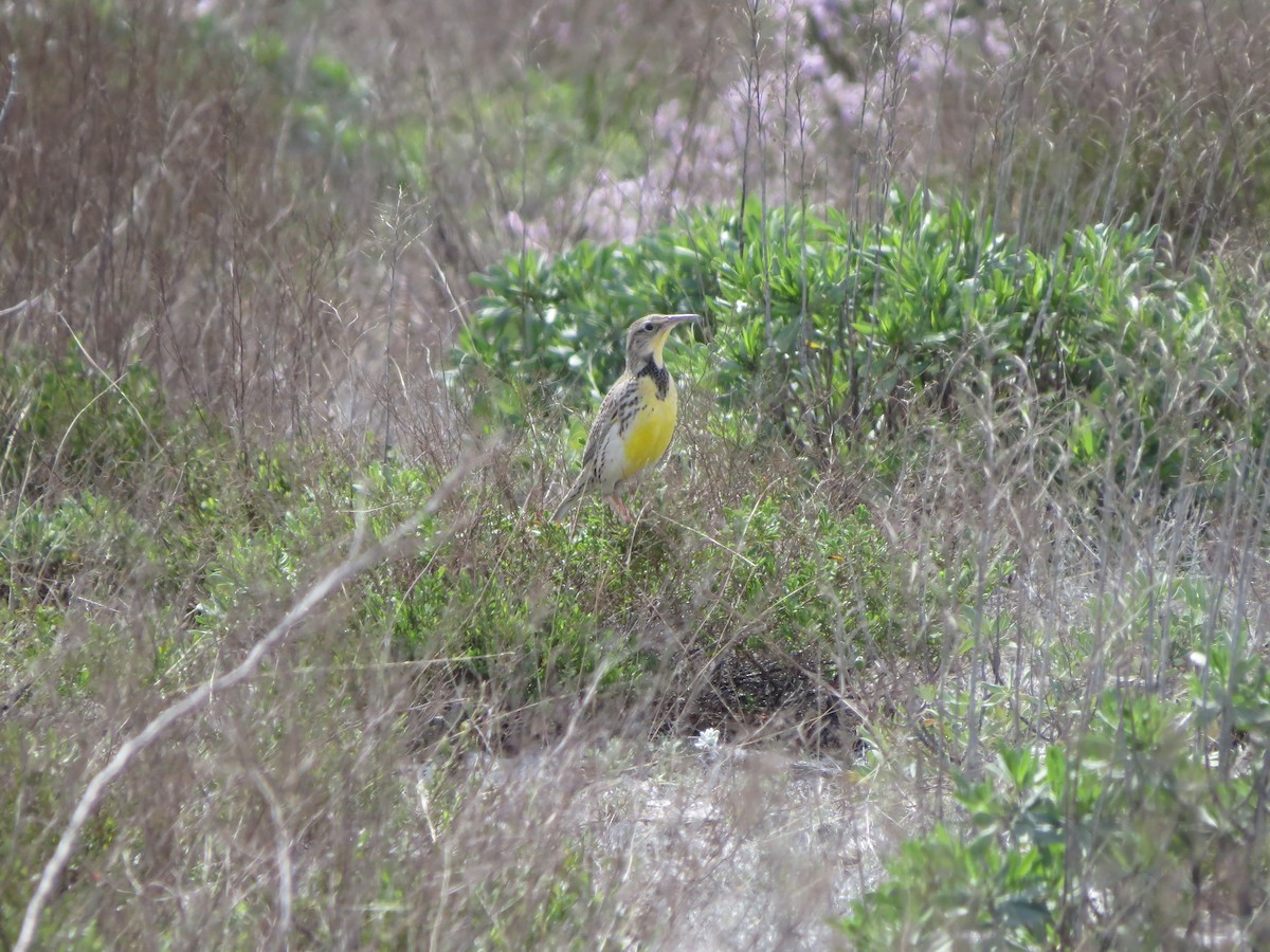 Western Meadowlark - Brian Cammarano